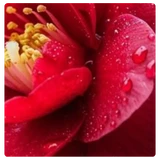 e681935219a885652d.webp