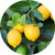 new_images_cyperglow_10_50x_8fb20dac-b3e2-4c92-a0cc-46f6617daf49.png