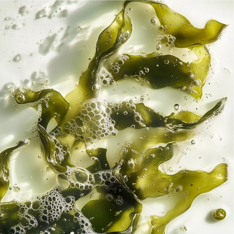 Seaweed Extract