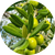 new_images_cyperglow_12_50x_30756f1d-fc79-41fa-83ef-e555c5b9d02e.png